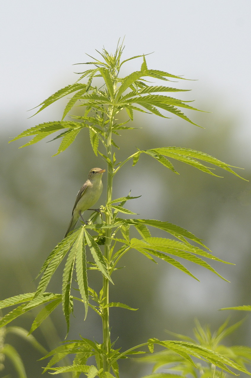 su canapa - canapino